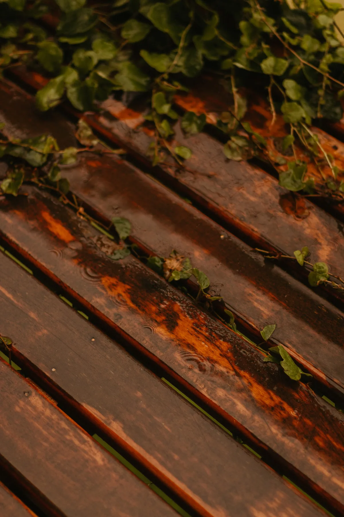 Planches extérieures mouillées avec feuilles après la pluie, illustration de l'humidité, des dépôts végétaux et du séchage à surveiller sur une terrasse à Bordeaux