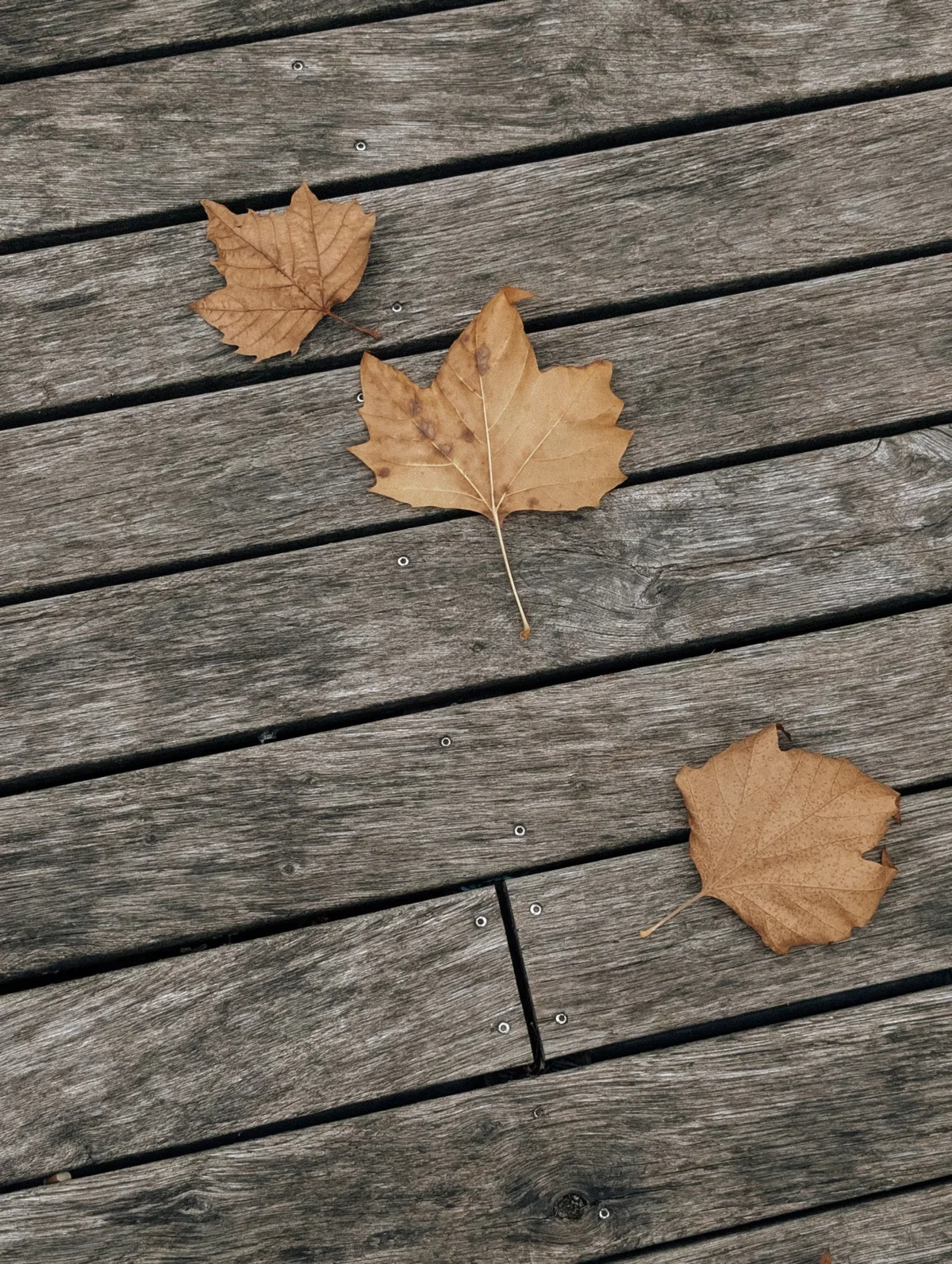 Lames de terrasse naturellement patinées et grisées avec quelques feuilles sèches en surface